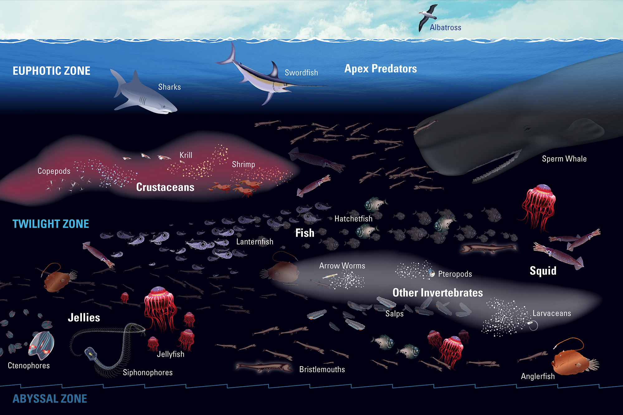 abyssal zone food web