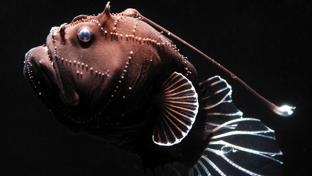 Creature Feature: Anglerfish