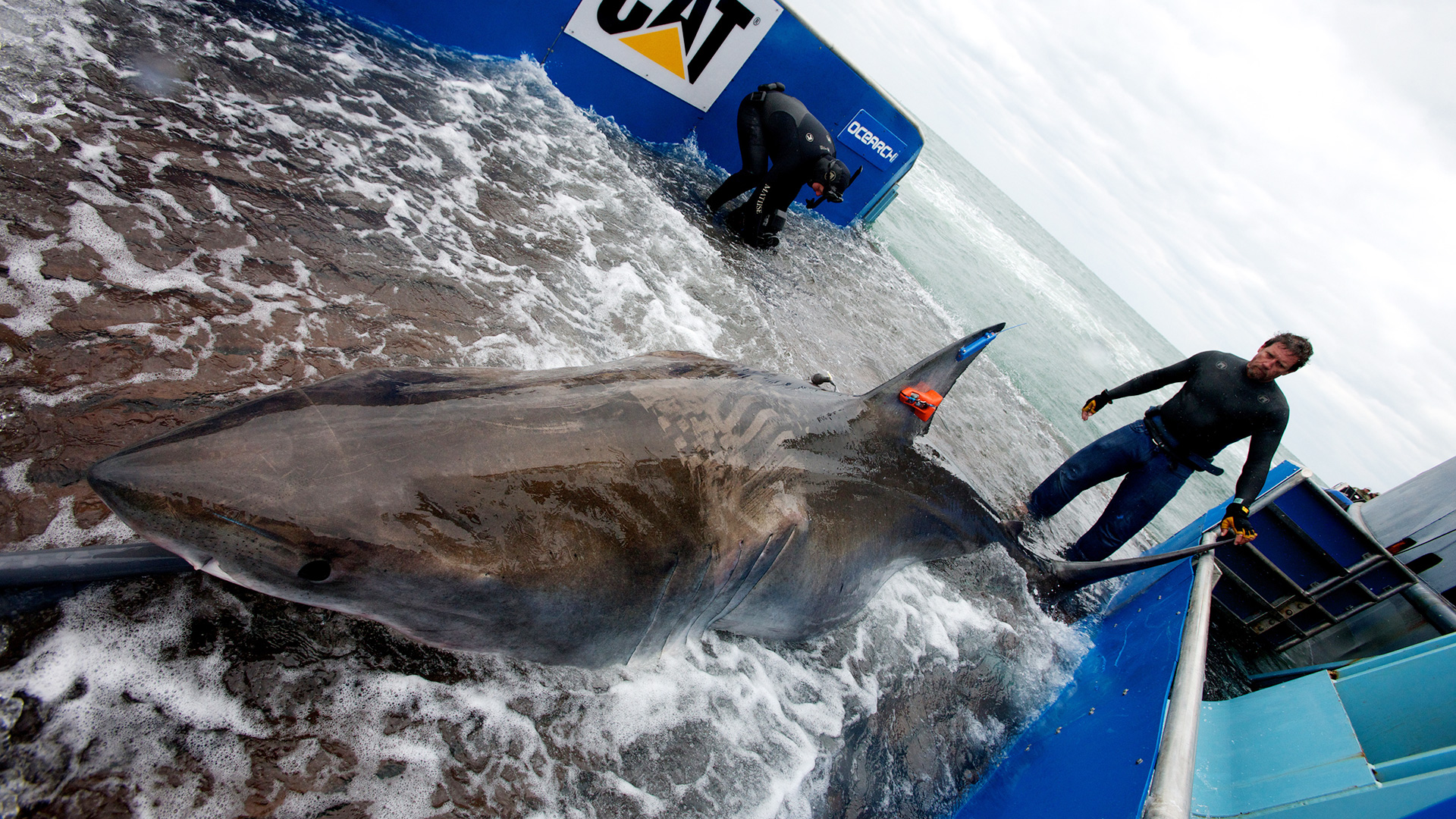 shark onboard small research boat with tags in fin