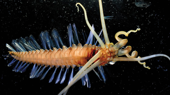 The Ocean Twilight Zone is home to some bizarre and beautiful life, like this showy bristle worm. Most of the species living in the zone, however, have yet to be discovered.