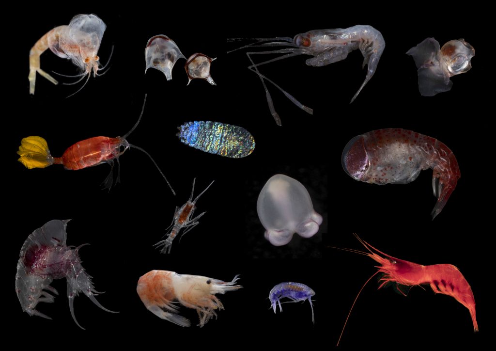 photo montage of deep sea invertebrates