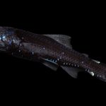Lanternfish