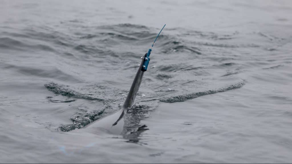porbeagle shark fin with SPOT tag