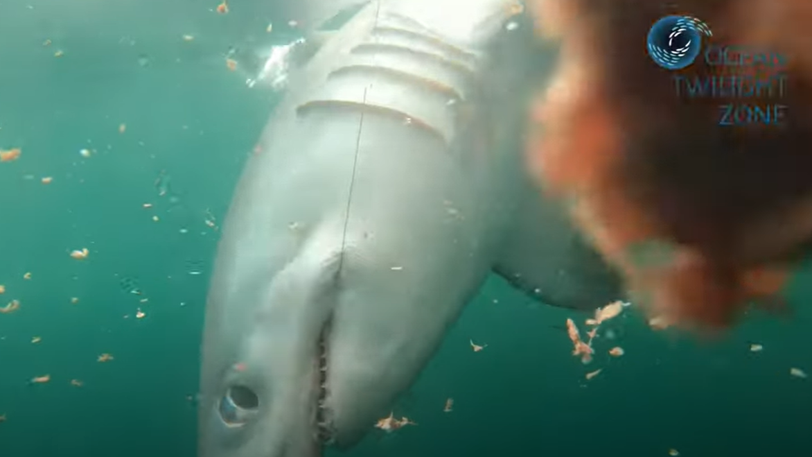 Tagging sharks to study the twilight zone - Twilight Zone