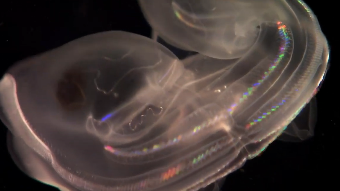 Will we understand life in the twilight zone before it’s too late