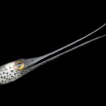 snipe eel