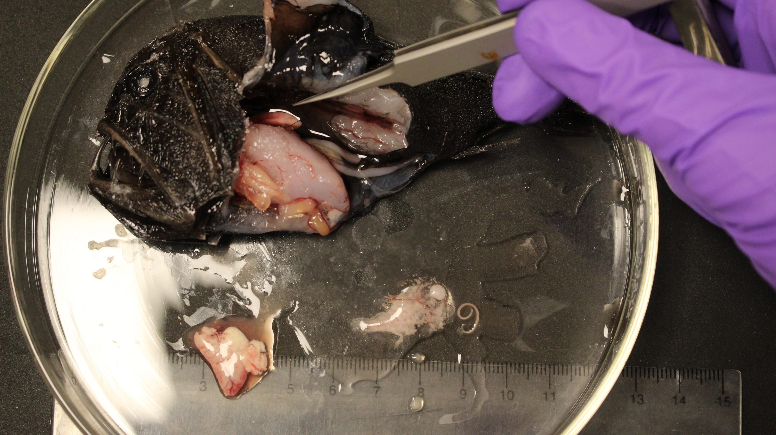 dissection of a fangtooth