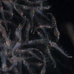 Many krill