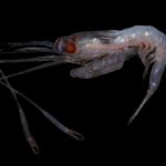 Krill (Stylocheiron maximum)
