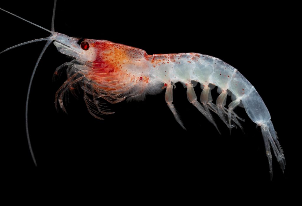 Photo of an antarctic krill in the deep sea