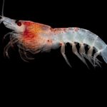 Krill