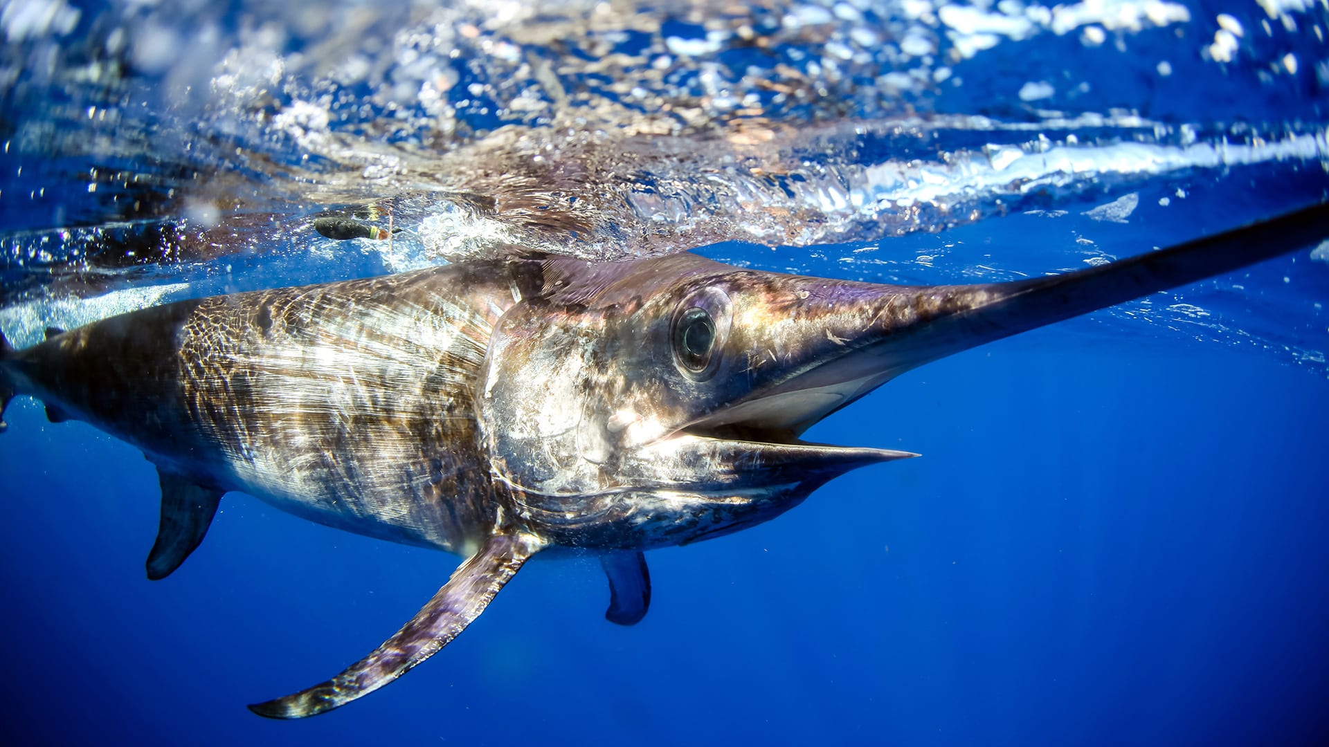 Swordfish at the surface waters