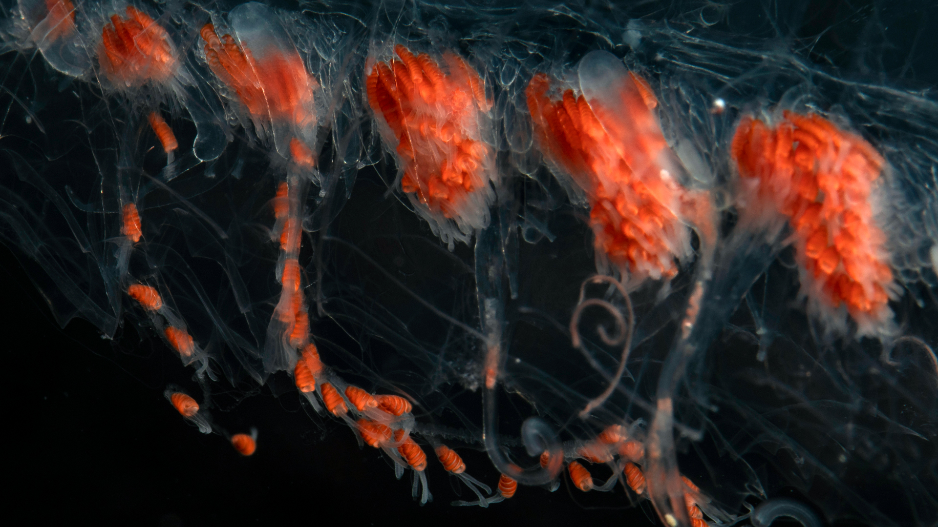 Siphonophore tentacles