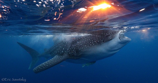 Whale Sharks Forage in the OTZ