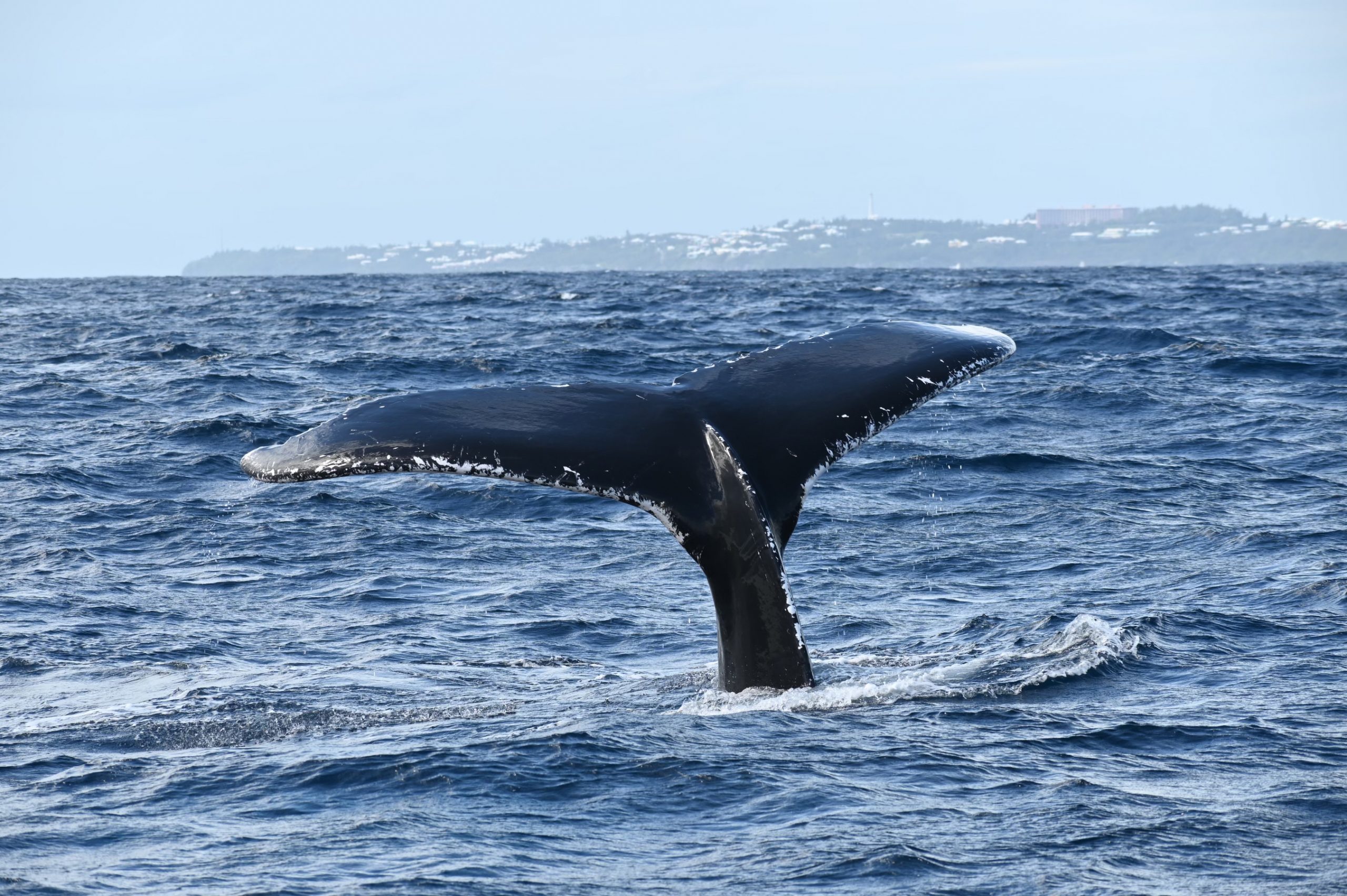 The intruding whale. (Photo: David Ullman)