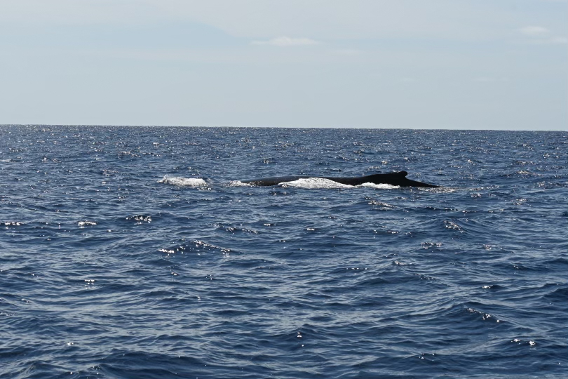 The interfering whale. (Credit: David Ullman)