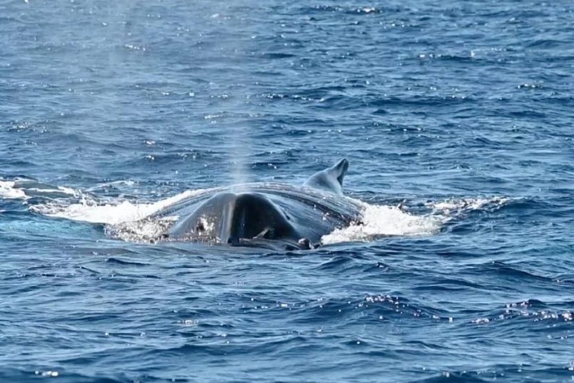 20210314_1266_Humpback whale by David Ullman