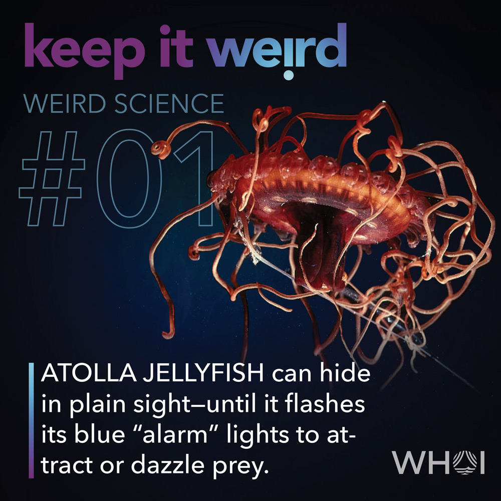 KIW_Weird-Science_1-Atolla