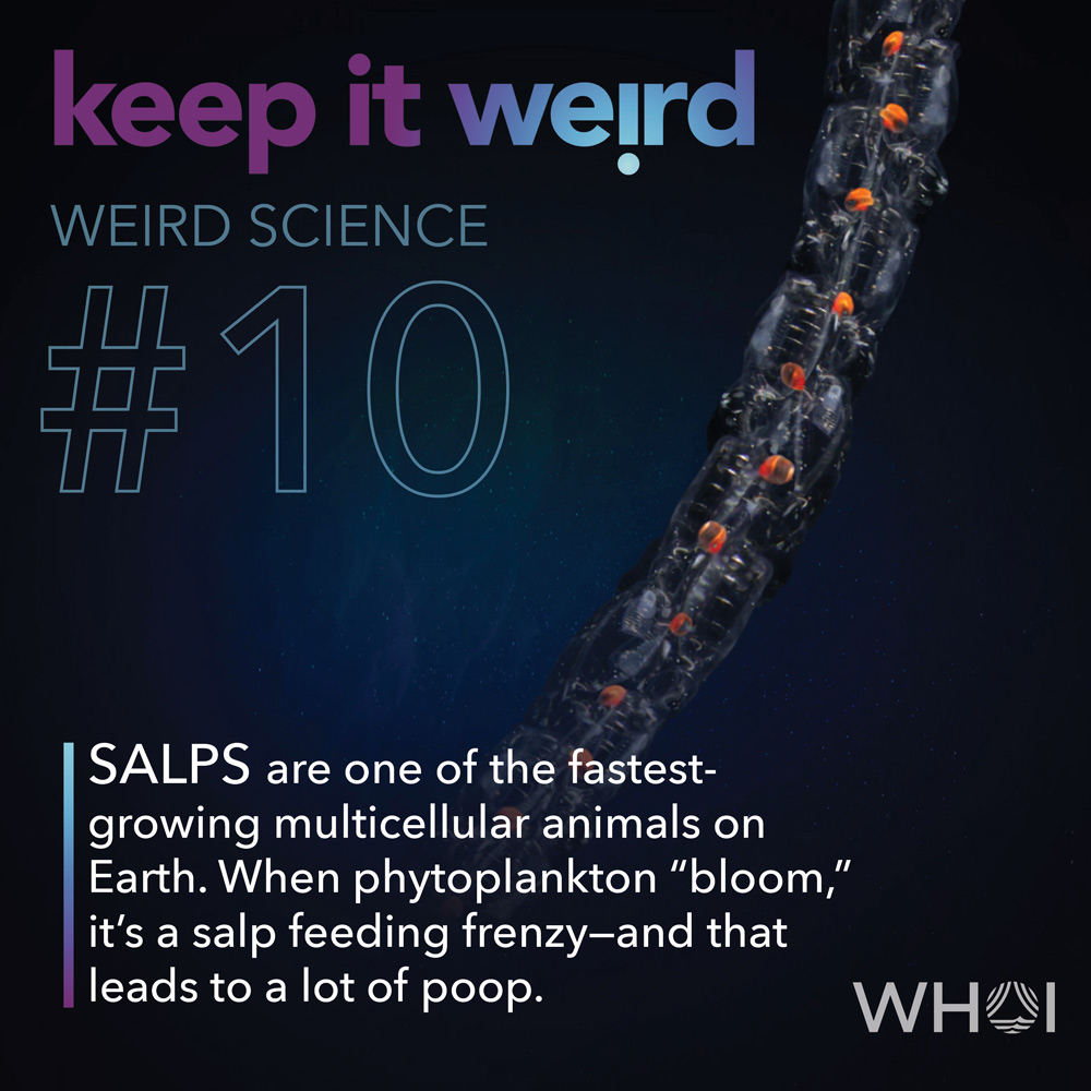 KIW_Weird-Science_10-Salps
