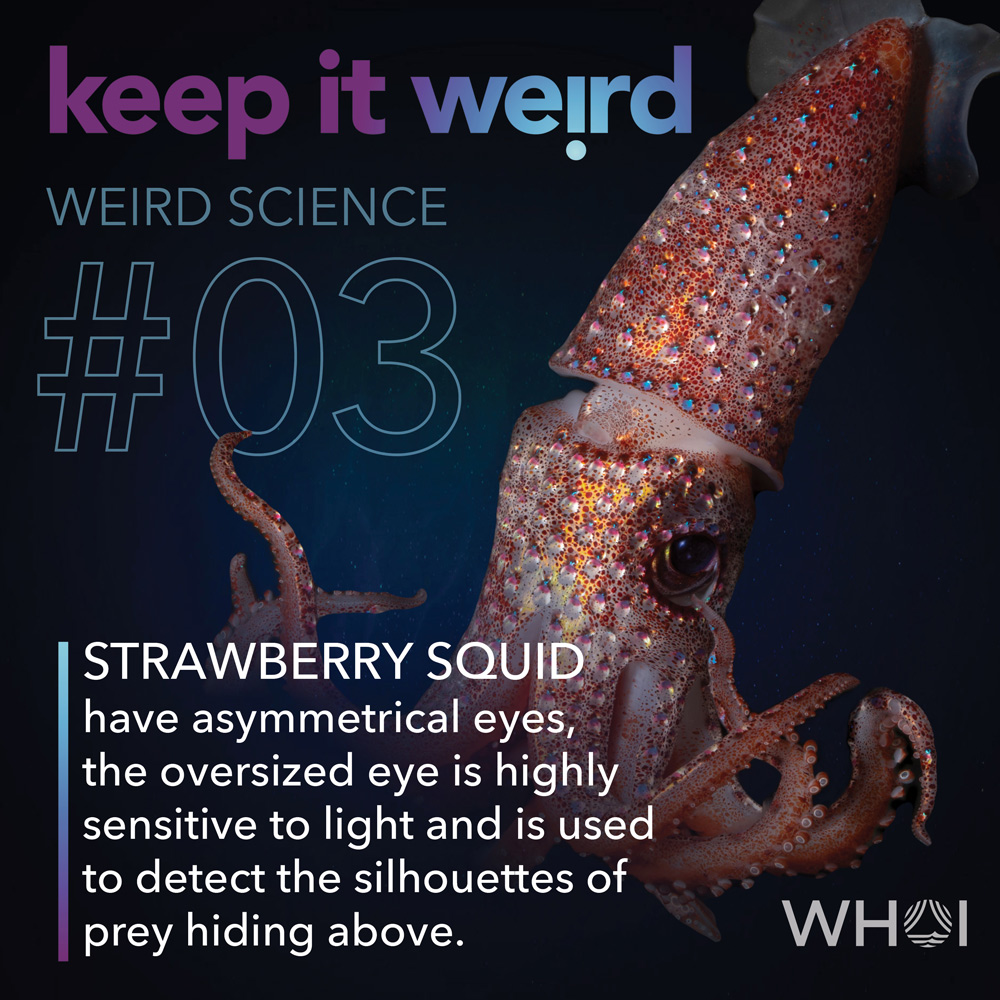 KIW_Weird-Science_3-Squid
