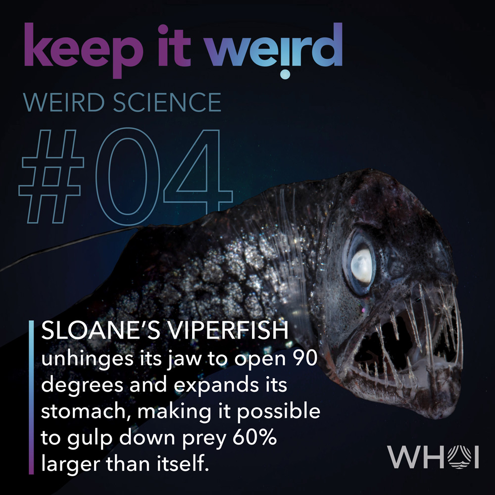 KIW_Weird-Science_4-Viperfish