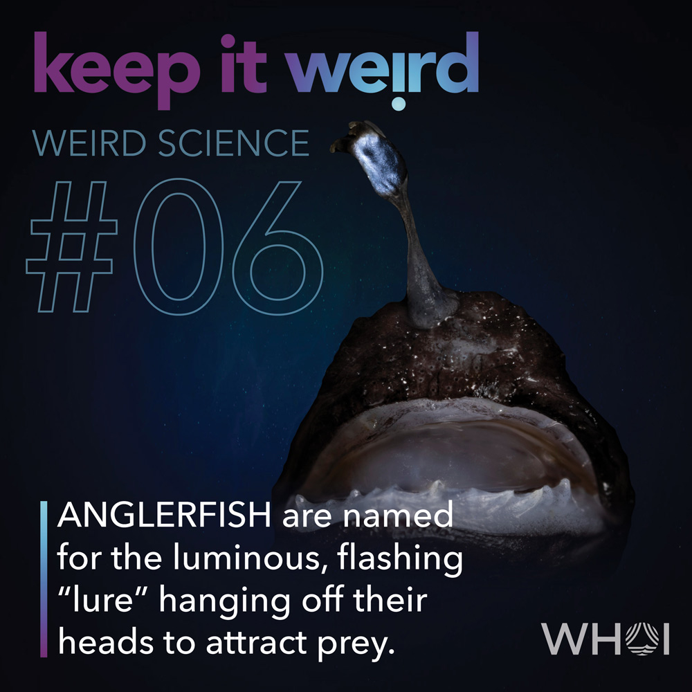 KIW_Weird-Science_6-Anglerfish