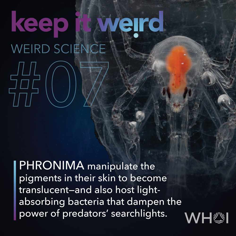 KIW_Weird-Science_7-Phromina