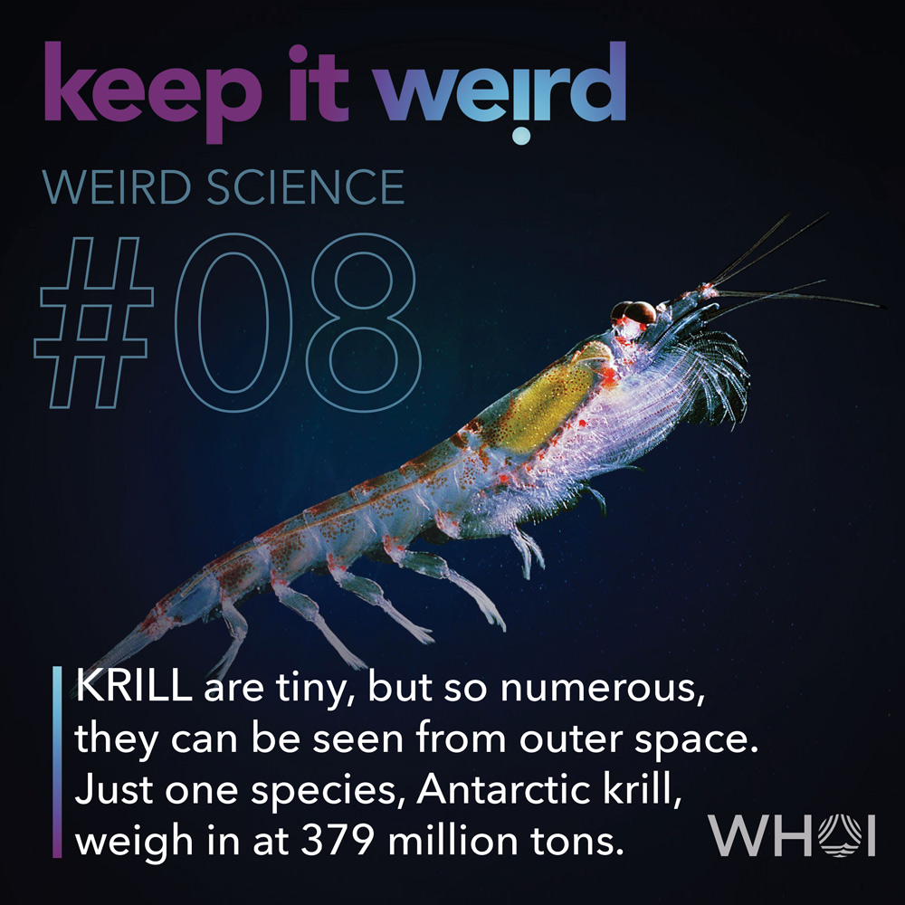 KIW_Weird-Science_8-Krill