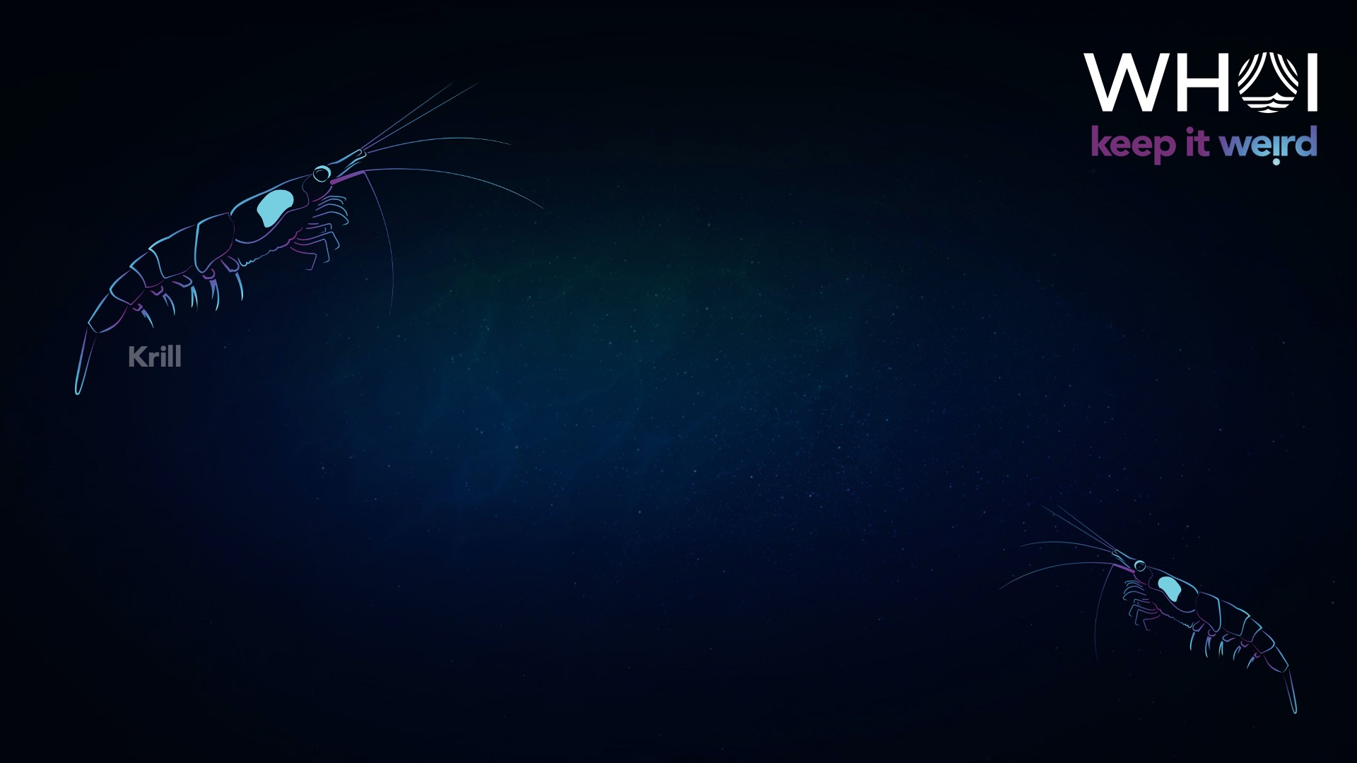 krill zoom background