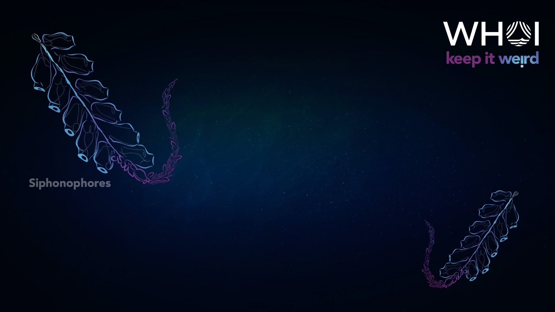 Siphonophore zoom background