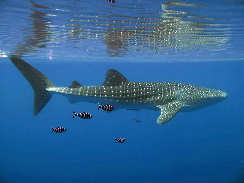 Whale Shark: See the Ocean's Biggest Shark 