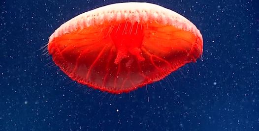 Exploring the Twilight Zone: 'Undescribed' Red Jellyfish Species and Other Interesting Specimens Discovered in Atlantic Ocean