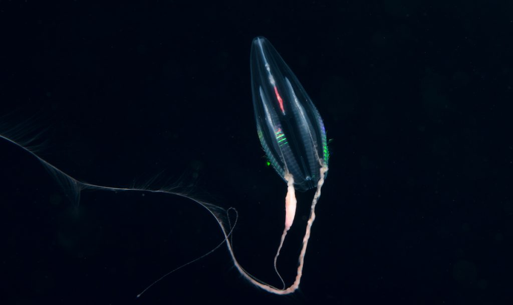A comb jelly, one of the many species that live in the ocean twilight zone, appears rainbow-colored—but this prism effect is actually the product of light refraction rather than bioluminescence. Photo by Paul Caiger, Woods Hole Oceanographic Institution.