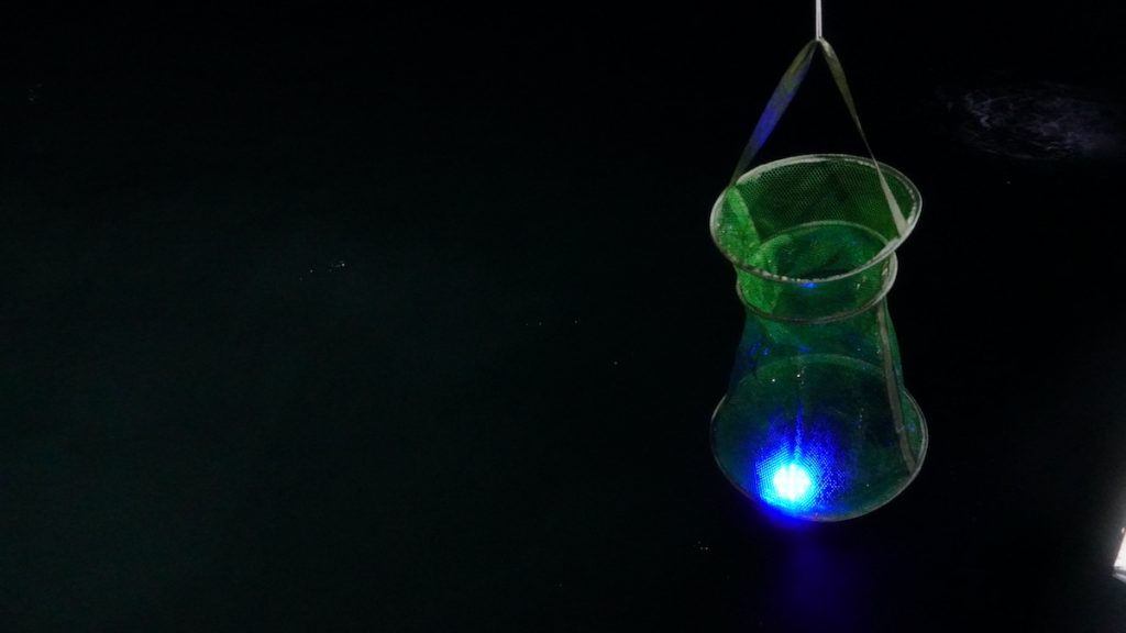 A blue light glows at the bottom of a net as it’s tossed into the Atlantic at night. Because some fish species are too delicate to survive capture in the MOCNESS tow net or a trawl net, science personnel are experimenting with alternative catch and release strategies to test the respiratory systems of mid-ocean creatures. (Photo by Andrea Vale © Woods Hole Oceanographic Institution)