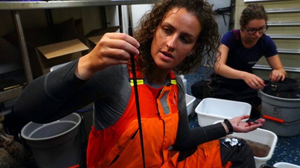 IT-WHOI joint program student Kayla Gardner holds up a sawtooth eel. These anguilliform eels flex their bodies to move through the water column. (Photo by Andrea Vale © Woods Hole Oceanographic Institution)