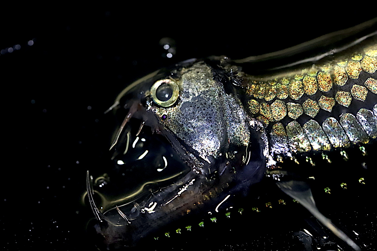  A viperfish, a common name for species in the genus Chauliodus. The viperfish’s ventral sides are covered in tiny spots called photophores, which allow them to camouflage themselves in the murky light that penetrates the Ocean Twilight Zone. (Photo by Andrea Vale © Woods Hole Oceanographic Institution)
