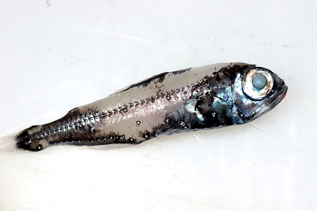 A myctophid, commonly known as a lanternfish. Myctophids are plentiful in each MOCNESS haul because they migrate from the twilight zone to surface–and back down again–on a daily basis. The reason for this is twofold: to avoid predators, and to follow zooplankton populations on which myctophids feed. (Photo by Andrea Vale © Woods Hole Oceanographic Institution)
