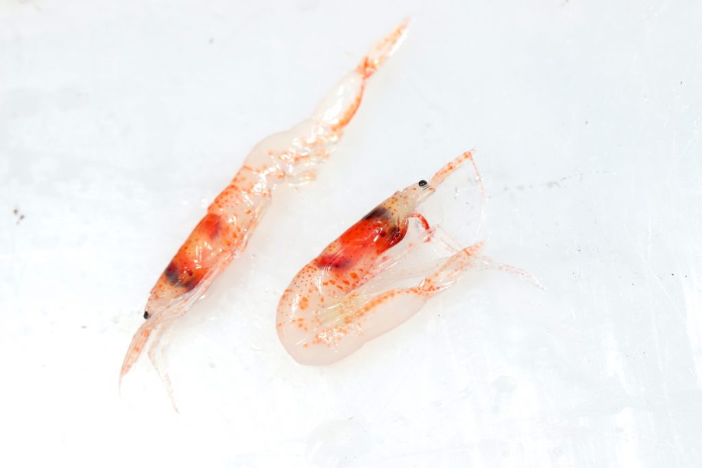 Though krill measure just around two inches, they make up for their small size in sheer numbers. In terms of biomass, they are one of the most abundant animals in the ocean. This makes them valuable to researchers aboard the Bigelow studying both carbon transportation and the food web within the OTZ. (Photo by Andrea Vale © Woods Hole Oceanographic Institution)