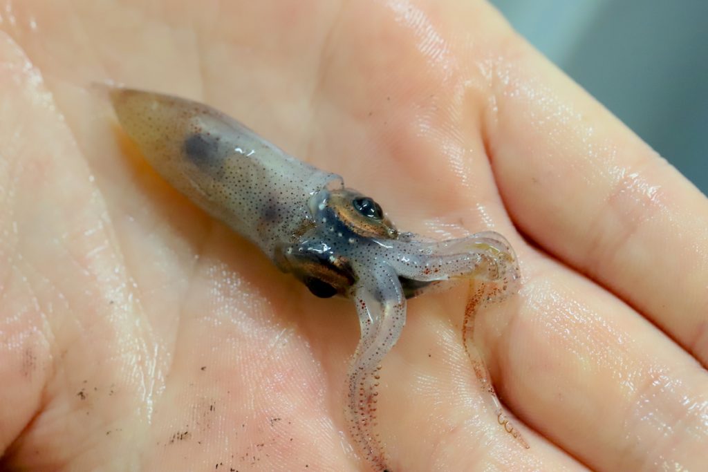 Kayla Gardner holds a squid in her palm. The small white dots on its underside are light-producing organs called photophores that create bioluminescence in the dark depths of the ocean twilight zone. (Photo by Andrea Vale © Woods Hole Oceanographic Institution)