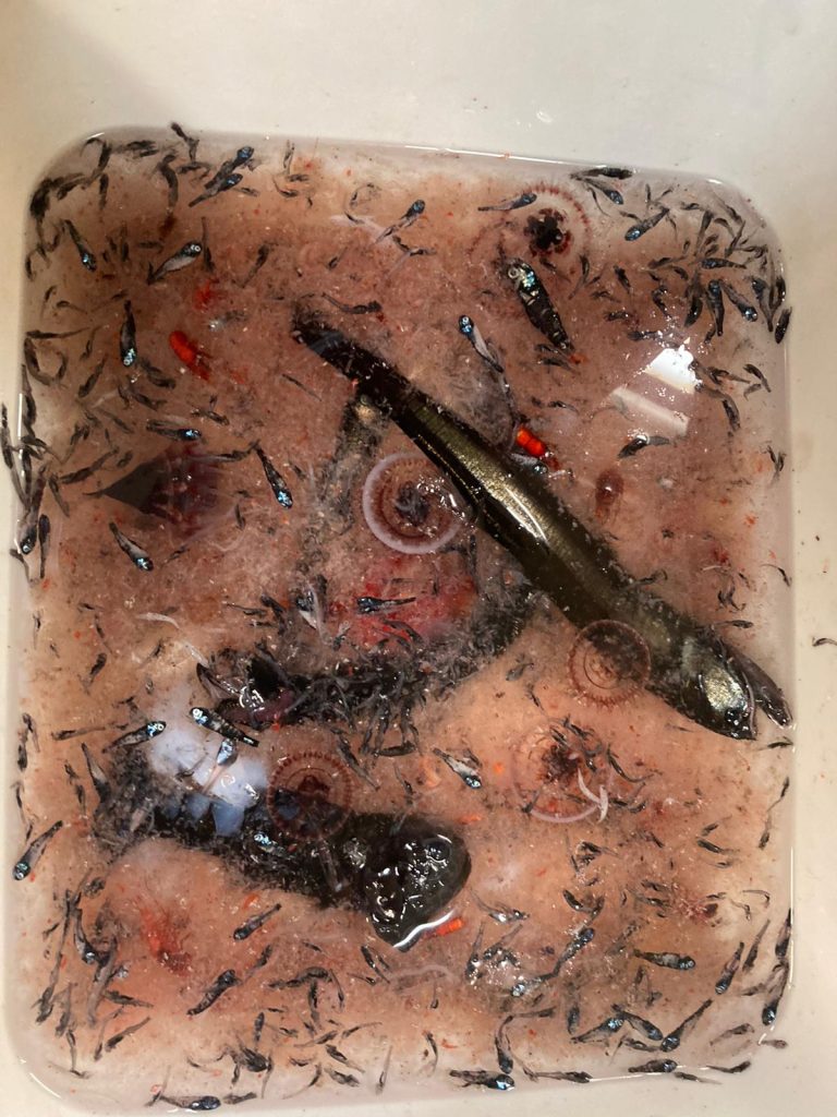 A mix of fish and zooplankton in the sorting tray. 
