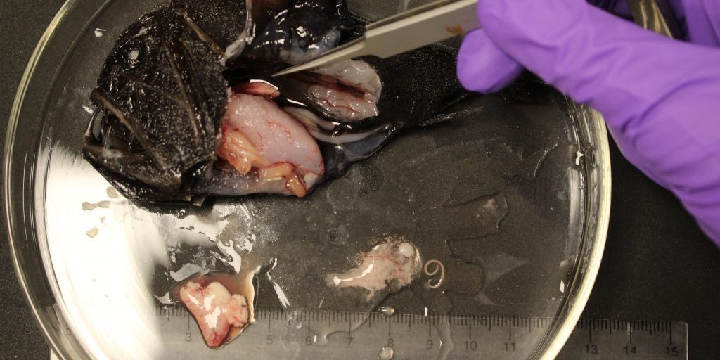 dissection of a fangtooth