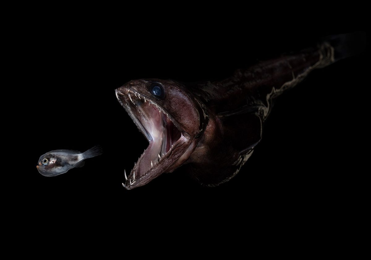 A tiny larval hatchetfish (left) is about to become lunch for a black swallower (Chiasmodon niger).  
