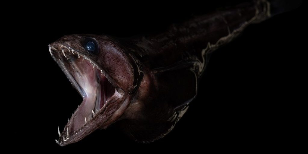 A tiny larval hatchetfish (left) is about to become lunch for a black swallower (Chiasmodon niger). 