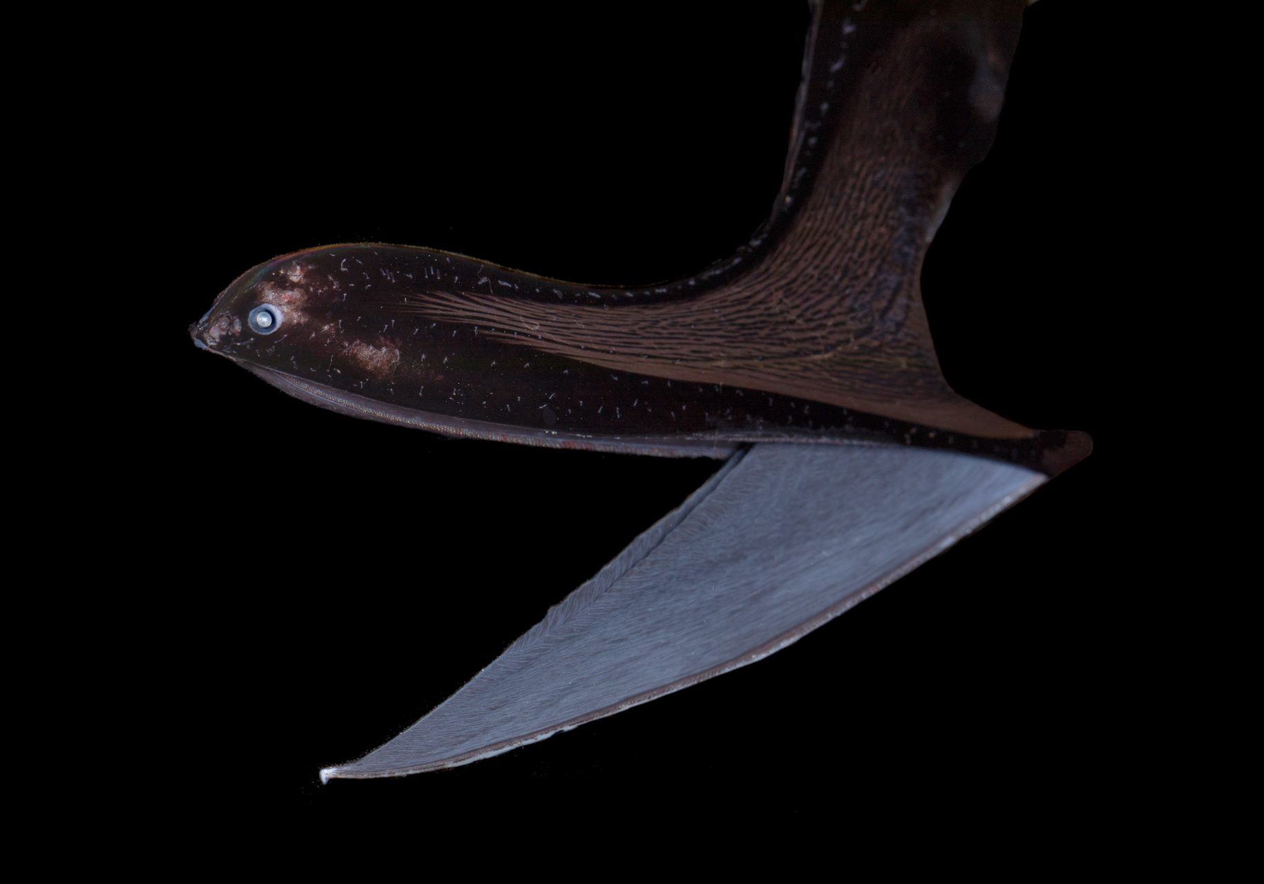 The Gulper eel, (Eurypharynx-pelicanoides)