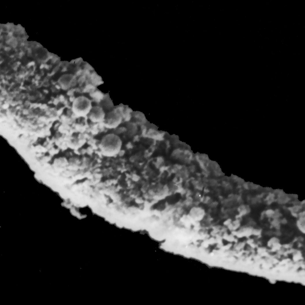 A sample collected in 1977 shows a rare intact fecal pellet, most likely from a fish. A pellet like this would likely sink very quickly, carrying carbon with it.