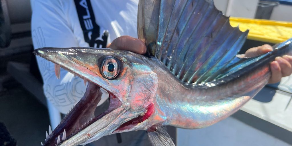 Measuring up to two meters (6.6 feet) in length, lancetfish are some of the biggest animals in the twilight zone. That makes them a prized treat for larger fish like tuna. (Photo by Camrin Braun, © Woods Hole Oceanographic Institution)
