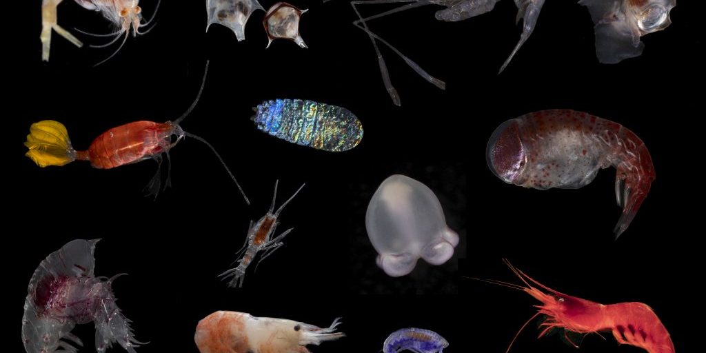 photo montage of deep sea invertebrates