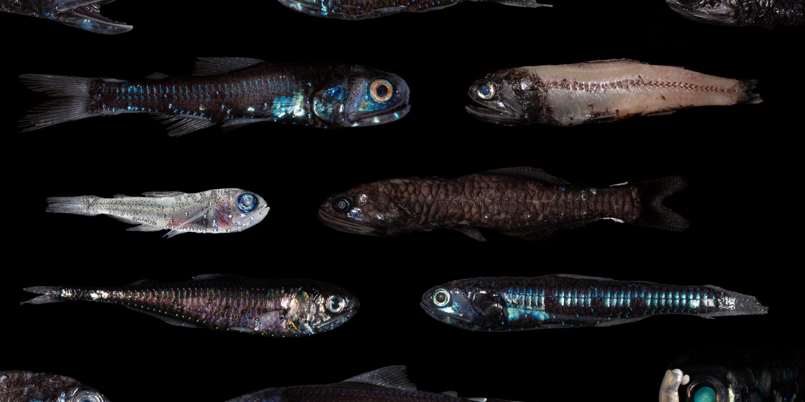 Lanterfishes come in a variety of shapes, sizes, and forms—yet all share similar types of bioluminescent organs placed throghout their bodies. Photo by Paul Caiger, ©Woods Hole Oceanographic Institution