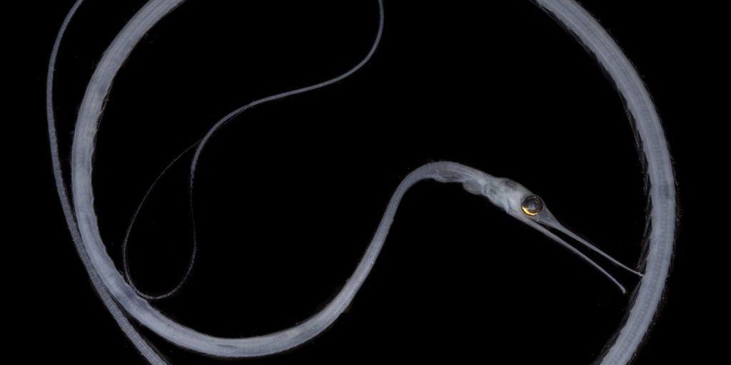 Slender snipe eel juvenile (Nemichthys-scolopaceus)
