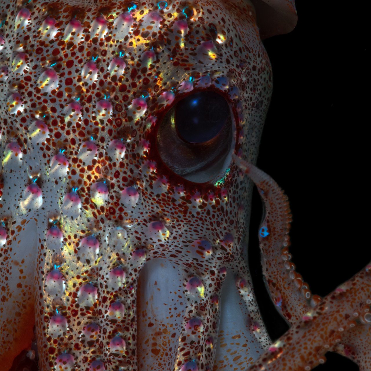close up of strawberry squid eye